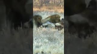 two male lion killing other lion #shorts #lionvslion