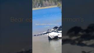 Bear eating a fisherman's lunch!