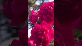 So romantic climbing roses 🥀 || Home Gardening | #rose #gardening #flowers #youtubeshorts