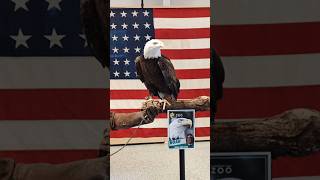 Bald Eagle Meet and Greet in Schwenksville Patriotic Flag Backdrop #shorts #elmwoodparkzoo