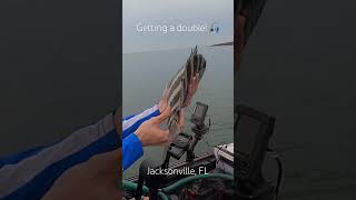 #fishing #kayak #kayakfishing #jetty #sheepshead #sheepsheadfishing #jacksonville #florida #double