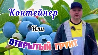 Посадка голубики.Два способа.