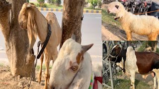 عمر بھائی کا شوقUmar bhai ka shauk mundra pure goats cow bulls