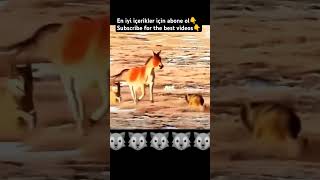 WOLVES VS DONKEY #kangal #wildlife #dog #subscribe #youtubeshorts #shorts #subscribers #like #love