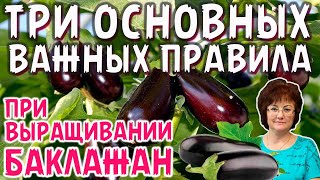 ТРИ ВАЖНЫХ ОСНОВНЫХ ПРАВИЛА ПО ВЫРАЩИВАНИЮ БАКЛАЖАН