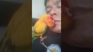 Sun Conure Chicu Love from Papa! October 8, 2022#short