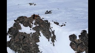 Caribou in the Talkeetna Mountains