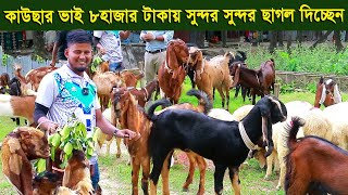 কাউছার ভাই ৮থেকে ১২হাজার টাকায় সুন্দর সুন্দর ছাগল দিচ্ছেন goat farm