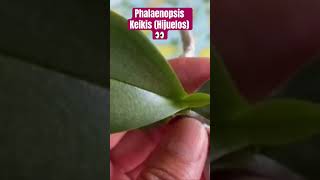 ✅Phalaenopsis Keikis (Hijuelos)🌱🌱🙋🏻‍♀️ #shorts#orchids#white#flowers#fall#collection#viral video