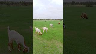 Scenery of Thar desert after rain #ytshorts #thar #animals #goat #pet #shorts #sheep #viral #desert