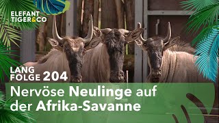 Drei neue Weißbartgnus für den Zoo Leipzig (Langfolge 204) | Elefant, Tiger & Co. | ARD