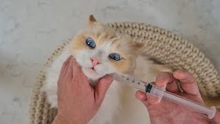 How to give Liquid Medication to your Cat | The Cat Butler