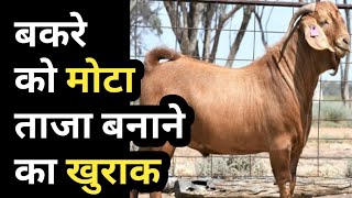 बकरे का वजन हर महीने 6 - 7 kg बढ़ाने का तरीका। Animal weight gain feed।