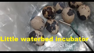 What is a Waterbed Incubator?