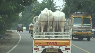 Transporting Cows in Kerala