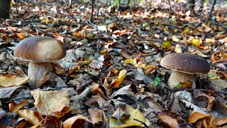 18.10.24 PIĘKNE JESIENNE BOROWIKI NIE ODPUSZCZAJĄ. KOLEJNE SUPER GRZYBOBRANIE. PODKARPACIE