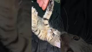 Kitten just let me grab your fingers