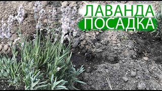 ЛАВАНДА | ПОСАДКА | СЕКРЕТЫ ПОВТОРНОГО ЦВЕТЕНИЯ