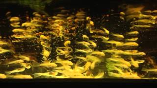 Longfin bristlenose fry