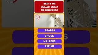 What is the smallest bone in the human body?