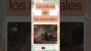 La cultura animal  #educarte