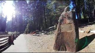 360 Degree Video - Visiting the Big Trees Trail in Sequoia National Park Part 2