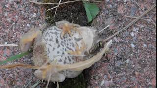 Toad shamming dead after Dottie the Cat found it