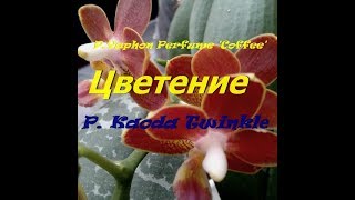 Цветет орхидея  P  Kaoda Twinklе и P.Yaphon Perfume 'Coffee' * super aroma*