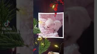 #shorts MERRY CHRISTMAS with chihuahuas n.2