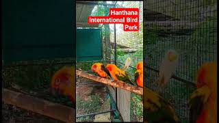 Hanthana International Bird Park#subscribe#srilanka#short#shots#shorts#nature#srilankatravel#travel