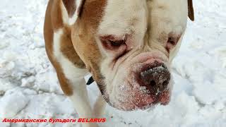 АМЕРИКАНСКИЕ БУЛЬДОГИ . С НОВЫМ ГОДОМ !!! \ American Bulldogs. HAPPY NEW YEAR !!!