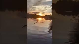 This guy captured an stunning video 🤯 #shorts #foryou #viralshort #funny #fishing #asmrsounds