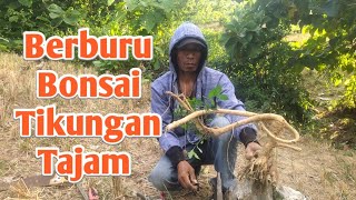 Bakal Bonsai Cascade di Tepi Jurang Perbukitan