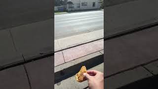 chicken patty gets run over by a car