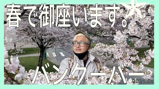 #sakura #Vancouver #Vlog 春で御座いまする。バンクーバー！桜が満開ですー！