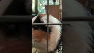 Spike eating watermelon🍉#shorts #guineapig #viral #asmr