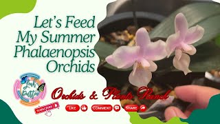 How I Fertilize My Phalaenopsis Orchids