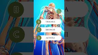 Can You Identify These Human Anatomy Parts? Take the Quiz Now! 🏥🔍 #anatomytrivia  #bodyanatomy