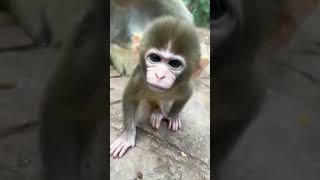 cute baby monkey wants to grab the phone..but he is to small 🐒❤🐵 #cute #animals #shorts