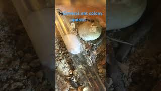 General ant colony update