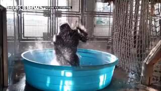 funny Groovy gorilla makes a splash on the web