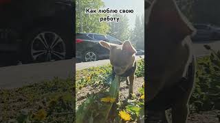 Как же я люблю свою работу #рекомендации #chihuahua #милыепитомцы