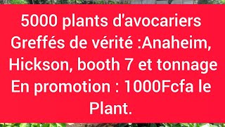 5000 plants d'avocariers greffés en promotion:1000FCFA/plant.