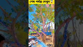 জাদুর টাকার গাছ | #viral #viralshort