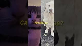 #cat #edit #cute #dog #edits #aftereffects #trending #travel #viralvideo #sunset