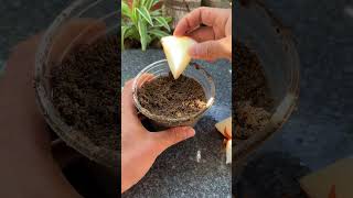 Tips for growing onions at home #shorts #onion