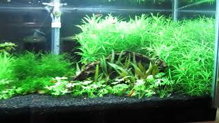 Celestial pearl danios, NO CO2 planted aquarium