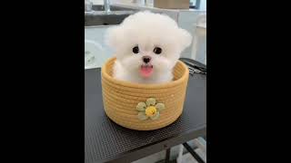 Little Cute Dog #cutedog #viral #ytshorts