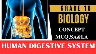 Human Digestive System | Class 10 NCERT | Chapter 6