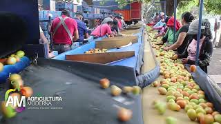 Selección y empaque de tomate